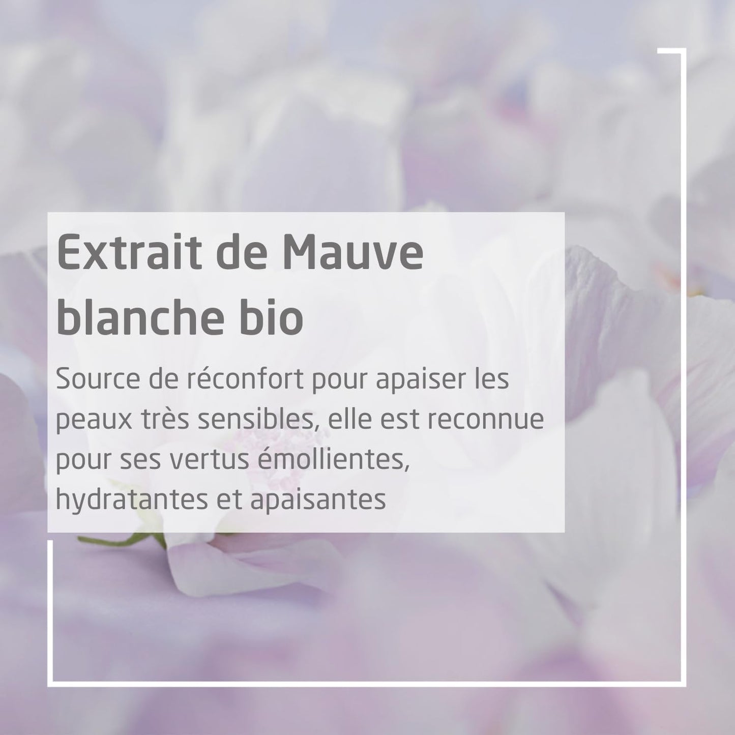 WELEDA - Crème protectrice Visage Mauve Blanche - Hydrate, nourrit et calme les irritations - Pour les bébés et les jeunes enfants à la peau très sensibles ou à tendance atopiques - 50 ml